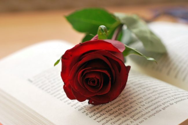 rosa