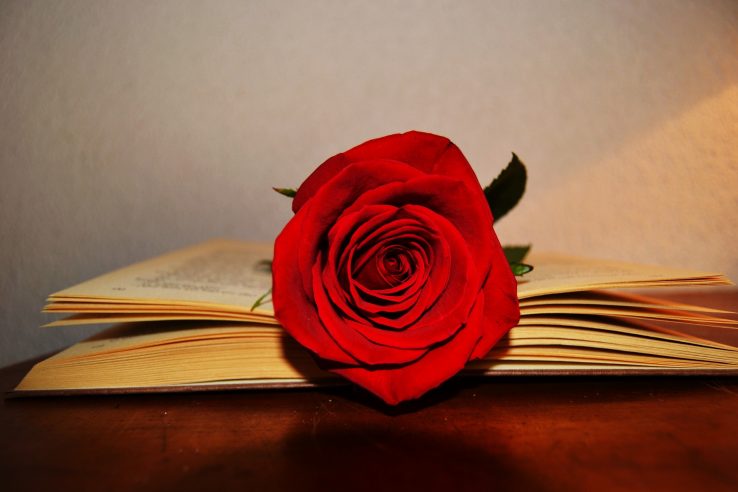 Imagen de una rosa roja posada sobre un libro abierto